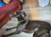 Whippet
