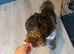 Cockapoo