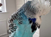 Hand Reared Exhibition Budgie