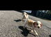 Here I have my two lovely bagel puppies for sale