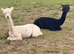 11 month old male alpacas