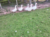7 Embden Female Geese
