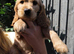 Rare Coloured Show-Type Cocker Spaniel Puppies