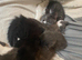 MaPuppies for sale  only 4 weeks  old not ready until 10 July