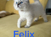 Beautiful Pure Breed Siberian Kittens!