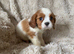 Cavalier King Charles puppies available