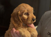 One boy miniature f1 cockapoo looking for his forever home