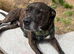 8 year old staffie cross