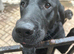 2 year old lab