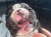 Gorgous Staffordshire bull terrier