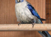 Rosella parakeet