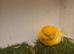 Norwich 100% Hen and Yorkshire x Staffordshire Dna'd hen Delivery Available