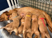 KC Registered Fox Red Labrador Puppies