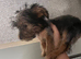 15 weeks girl pup