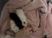 Turkish angora cross
