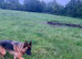 Beautiful German shepherd