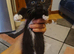 Three bundles of happiness are looking for loving families!