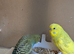 Budgies - Various Colours