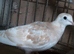 Barbary doves for sale