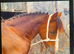 !12hh SHOW/LEAD REIN/RIDDEN!