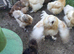 Silkie hens