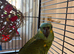 Blue fronted baby Amazon 18 weeks old