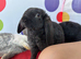 Pure bred mini plush lop girls