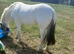 Few spot filly