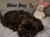 Gorgeous black/brown & tan shorkie puppies ready 10/11/26
