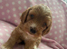 Extensively Health Tested Parents, Beautiful Pups!