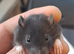 Baby Female Rats For Sale