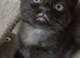 Black fluffy tortoise shell female kitten