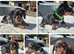 **LAST BOY**PRA CLEAR MINIATURE DACHSHUND PUPPIES