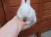 READY NOW... Baby Netherland Dwarf Buck