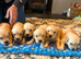 Gorgeous goldens