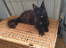 Maine coon