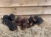 Miniature dachshund puppies