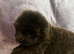 Chow chow puppies 2 boys left