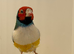 2024 Gouldian Finch Cock Bird