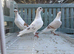 Racing pigeons