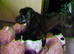 4 cockapoo's 3 girls 1 boy LEFT