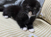 female kittens