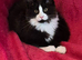 XL Maine Coon Kittens GCCF REG