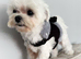 Beautiful Maltese boy FCI