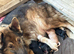 GERMAN SHEPHERD × GERMAN SHORTHAIRED POINTER PUPPIES