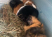 Lovely guinea pigs