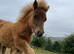 2 gorgeous filly foals mini Shetland and a mini horse