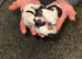 Beautiful Malshie puppies