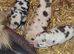 Registered Kune kune