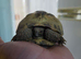 Tortoise